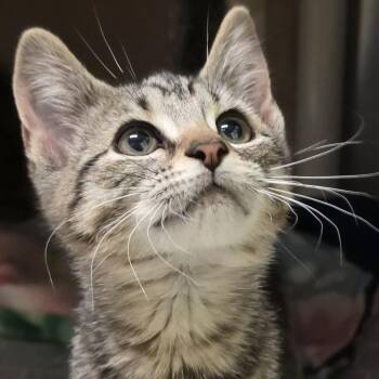 Firefly -  Domestic Short Hair Cat for Adoption in Kennebunk, Maine - Firefly | PetCurious