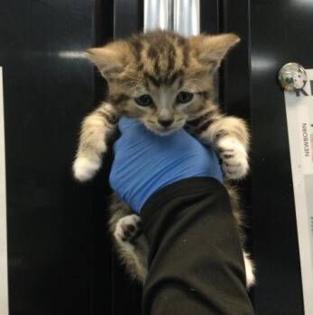 TIA -  Domestic Short Hair Cat for Adoption in Thousand Palms, California - TIA | PetCurious