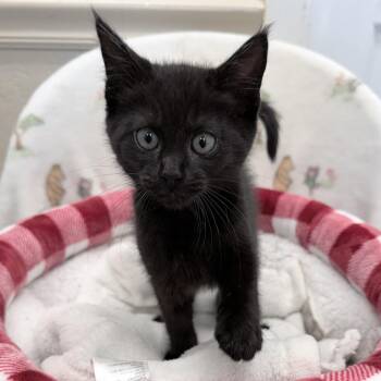 Cane -  Domestic Short Hair Cat for Adoption in Medford, Oregon - Cane | PetCurious