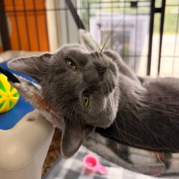Cupcake -  Domestic Short Hair Cat for Adoption in Franklin, North Carolina - Cupcake | PetCurious