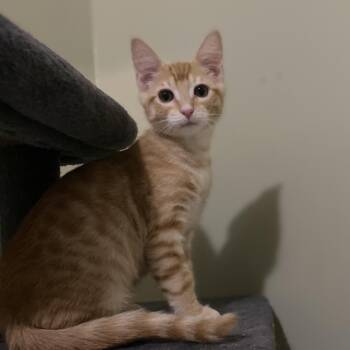 Cooper -  Domestic Short Hair Cat for Adoption in Pendleton, Oregon - Cooper | PetCurious