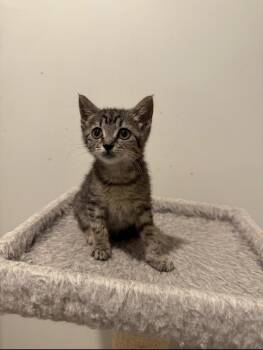 Macy -  Domestic Short Hair Cat for Adoption in Marietta, Georgia - Macy | PetCurious