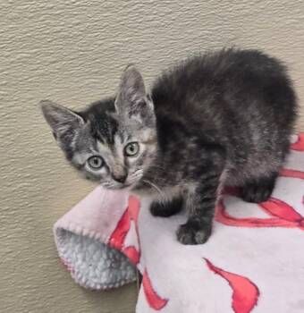 Pep -  Tabby Cat for Adoption in New Rochelle, New York - Pep | PetCurious