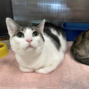 Domestic Short Hair Cats Available for Adoption in La Grange Park, Illinois - Zeta & Theta (Bonded) | PetCurious