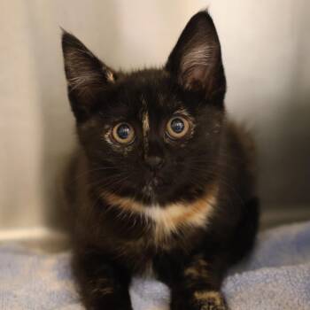 Gemma -  Domestic Short Hair Cat for Adoption in Briarcliff Manor, New York - Gemma | PetCurious