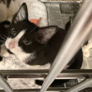 Stowaway -  Domestic Short Hair Cat for Adoption in Charlottesville, Virginia - Stowaway | PetCurious