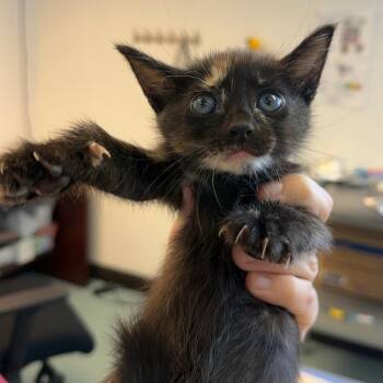 Your Song 23 -  Domestic Short Hair Cat for Adoption in Austin, Texas - Your Song 23 | PetCurious