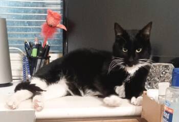 Domestic Short Hair Cats Available for Adoption in Mokena, Illinois - Duchess | PetCurious