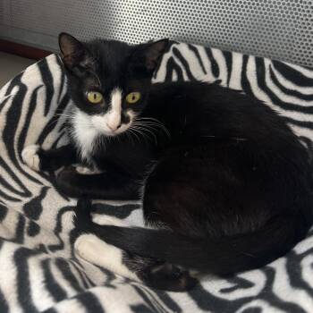Belle -  Domestic Short Hair Cat for Adoption in Sarasota, Florida - Belle | PetCurious