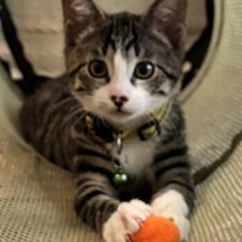 Moxie -  Domestic Short Hair Cat for Adoption in Temecula, California - Moxie | PetCurious