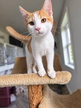 Moon -  Domestic Short Hair Cat for Adoption in Heuvelton, New York - Moon | PetCurious