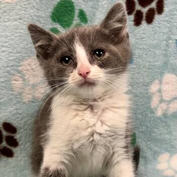 Kimberly Ann Hart -  Domestic Short Hair Cat Available for Adoption in Saint Joseph, Missouri - Kimberly Ann Hart | PetCurious