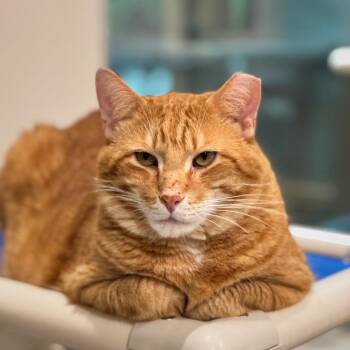 Garth -  Domestic Short Hair Cat for Adoption in Cumming, Georgia - Garth | PetCurious