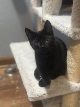 Mordekai -  Domestic Short Hair Cat for Adoption in Neenah, Wisconsin - Mordekai | PetCurious