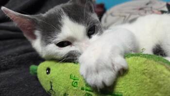 Rescue Domestic Short Hair Cats for Adoption in Lawrenceville, Georgia - Snuggles | PetCurious