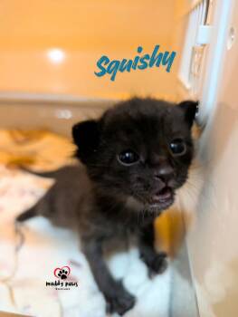 Nemo Litter:  Squishy -  Domestic Short Hair Cat for Adoption in Council Bluffs, Iowa - Nemo Litter:  Squishy | PetCurious
