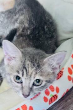 Valerie -  Domestic Short Hair and Tabby Cat Available for Adoption in Frisco, Texas - Valerie | PetCurious