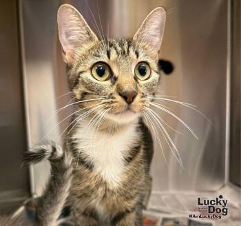 Roseanne -  Domestic Short Hair Cat for Adoption in Washington, District Of Columbia - Roseanne | PetCurious