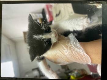 Rescue Domestic Short Hair Cats for Adoption in San Bernardino, California - MARLEY | PetCurious