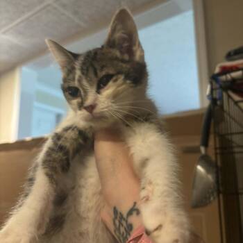 Domestic Short Hair Cats Available for Adoption in La Grange, Kentucky - Morgan | PetCurious