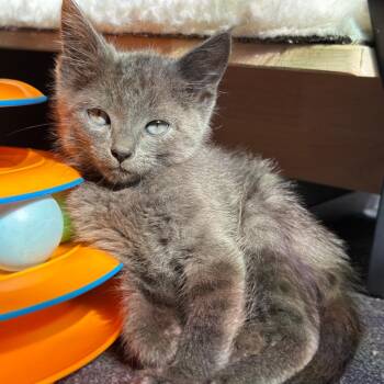 Esme -  Domestic Short Hair Cat for Adoption in Asheville, North Carolina - Esme | PetCurious