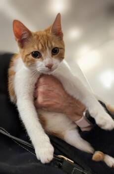 Felix -  Domestic Short Hair Cat for Adoption in Syosset, New York - Felix | PetCurious