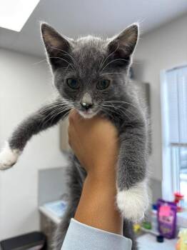 American Shorthair Cats Available for Adoption in Van Wert, Ohio - Jamie Fraser | PetCurious