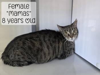 Mamas -  Domestic Short Hair Cat for Adoption in Holbrook, Arizona - Mamas | PetCurious