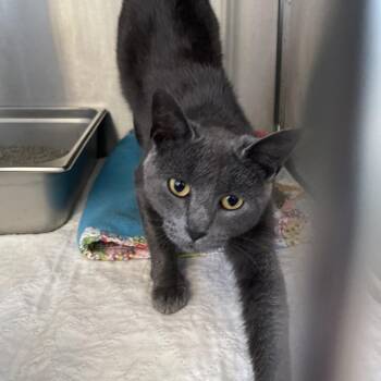 Domestic Short Hair Cats Available for Adoption in Canton, Illinois - Pawdrey Hepburn | PetCurious