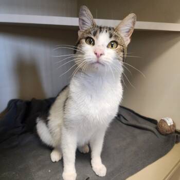 Rescue American Shorthair Cats for Adoption in Cody, Wyoming - Shay | PetCurious