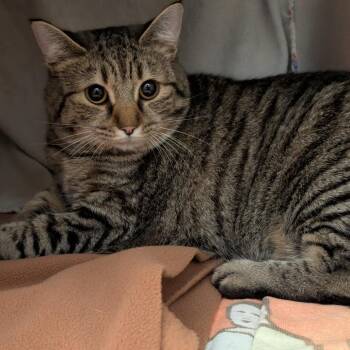 Danielle -  Domestic Short Hair Cat for Adoption in Pittsburgh, Pennsylvania - Danielle | PetCurious