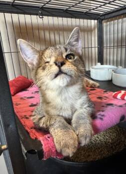 Oia -  Tabby Cat for Adoption in Albuquerque, New Mexico - Oia | PetCurious