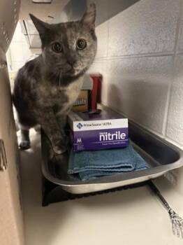 Domestic Short Hair Cats Available for Adoption - Youtube | PetCurious