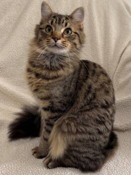 Maine Coon and Domestic Medium Hair Cats Available for Adoption in Nashville, Tennessee - Stevie | PetCurious