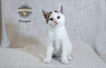 Trooper -  Domestic Short Hair Cat for Adoption in Riverside, California - Trooper | PetCurious