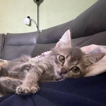 Double Shot -  Domestic Short Hair Cat for Adoption in Carencro, Louisiana - Double Shot | PetCurious