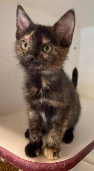 Hopper -  Domestic Short Hair Cat for Adoption in Cumming, Georgia - Hopper | PetCurious