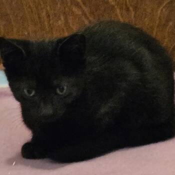Junebug -  Domestic Short Hair Cat for Adoption in Baker City, Oregon - Junebug | PetCurious