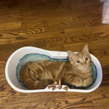 Chi -  Domestic Short Hair Cat for Adoption in Howell, Michigan - Chi | PetCurious