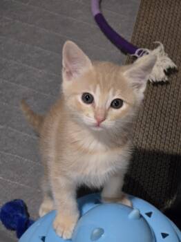 Domestic Medium Hair Cats Available for Adoption in San Jose, California - Luiza | PetCurious