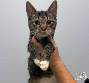 Alan -  Domestic Short Hair Cat for Adoption in Washington, District Of Columbia - Alan | PetCurious