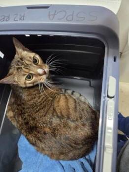 Cannoli -  Domestic Short Hair Cat for Adoption in Sacramento, California - Cannoli | PetCurious