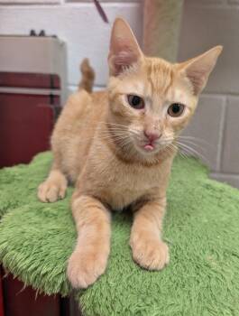 Daytona -  Domestic Short Hair Cat for Adoption in Smithfield, North Carolina - Daytona | PetCurious