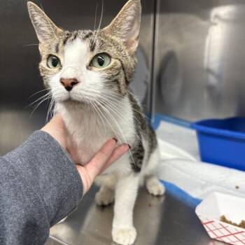 Nesta -  Domestic Short Hair Cat for Adoption in New York, New York - Nesta | PetCurious