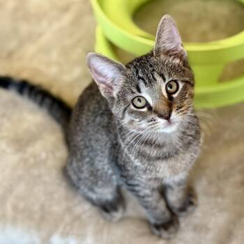 Tyrion -  Domestic Short Hair Cat for Adoption in Los Angeles, California - Tyrion | PetCurious