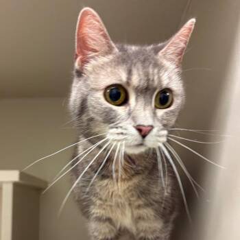 Domestic Short Hair Cats Available for Adoption - Figgy | PetCurious