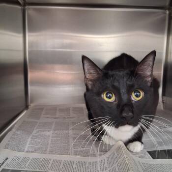 Domestic Short Hair Cats Available for Adoption in Auburn, Alabama - Tux | PetCurious