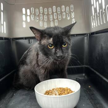 Domestic Short Hair Cats Available for Adoption in Lake Jackson, Texas - Habanero | PetCurious