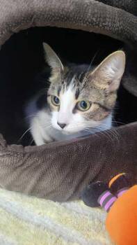 Domestic Short Hair Cats Available for Adoption - Poppy | PetCurious