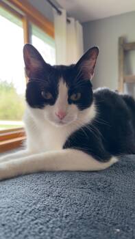 Domestic Short Hair Cats Available for Adoption in Muskego, Wisconsin - Annie | PetCurious
